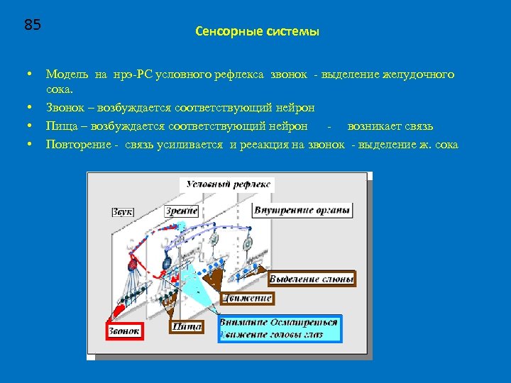 85 • • Сенсорные системы Модель на нрэ-РС условного рефлекса звонок - выделение желудочного