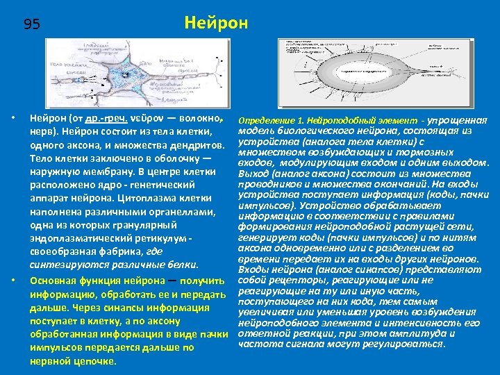  Нейрон 95 • • Нейрон (от др. -греч. νεῦρον — волокно, • нерв).
