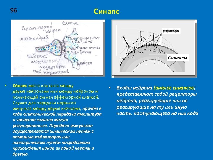 96 • Синапс Си напс место контакта между двумя нейронами или между нейроном и