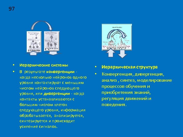 97 • • Иерархические системы В результате конвергенции - когда несколько нейронов одного уровня