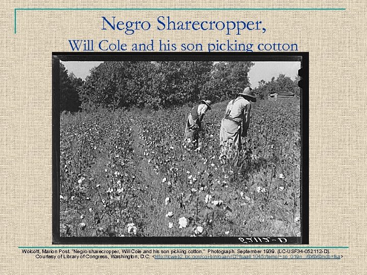 Negro Sharecropper, Will Cole and his son picking cotton Wolcott, Marion Post. “Negro sharecropper,