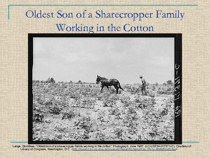 Oldest Son of a Sharecropper Family Working in the Cotton Lange, Dorothea. “Oldest son
