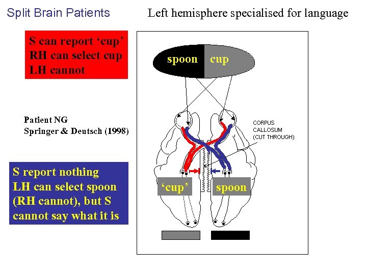 Split Brain Patients S can report ‘cup’ RH can select cup LH cannot Left