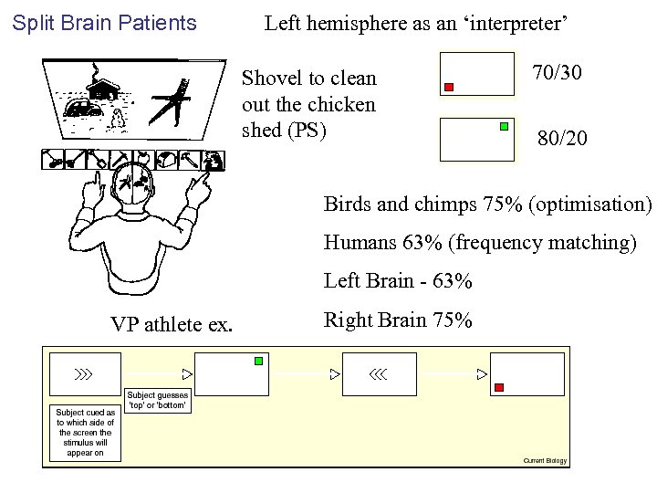 Split Brain Patients Left hemisphere as an ‘interpreter’ Shovel to clean out the chicken