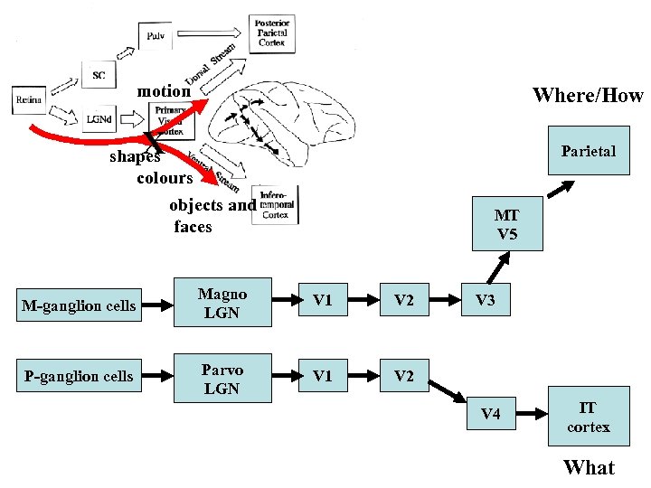 motion Where/How X Parietal shapes colours objects and faces MT V 5 M-ganglion cells