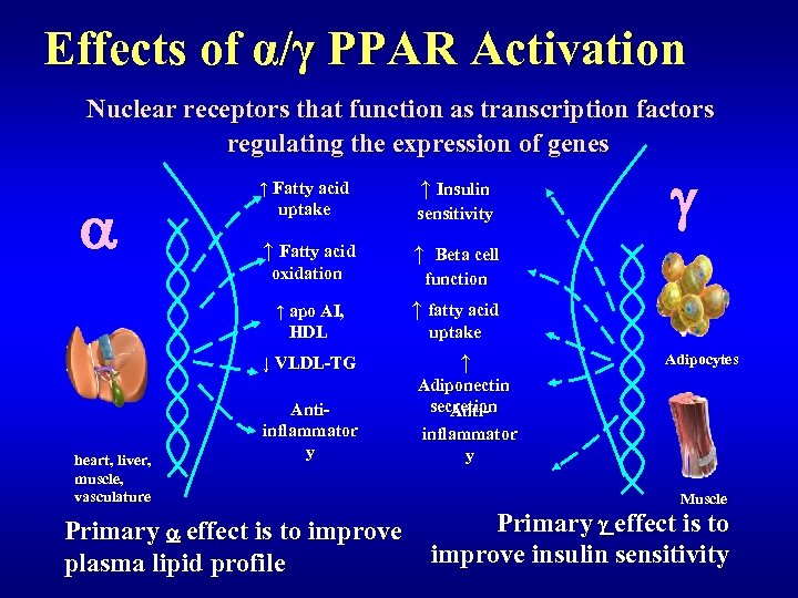 Effects of α/γ PPAR Activation Nuclear receptors that function as transcription factors regulating the