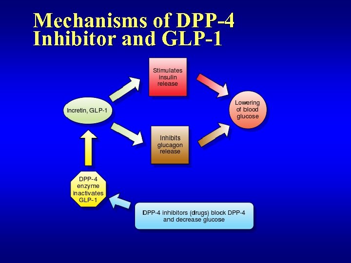 Mechanisms of DPP-4 Inhibitor and GLP-1 