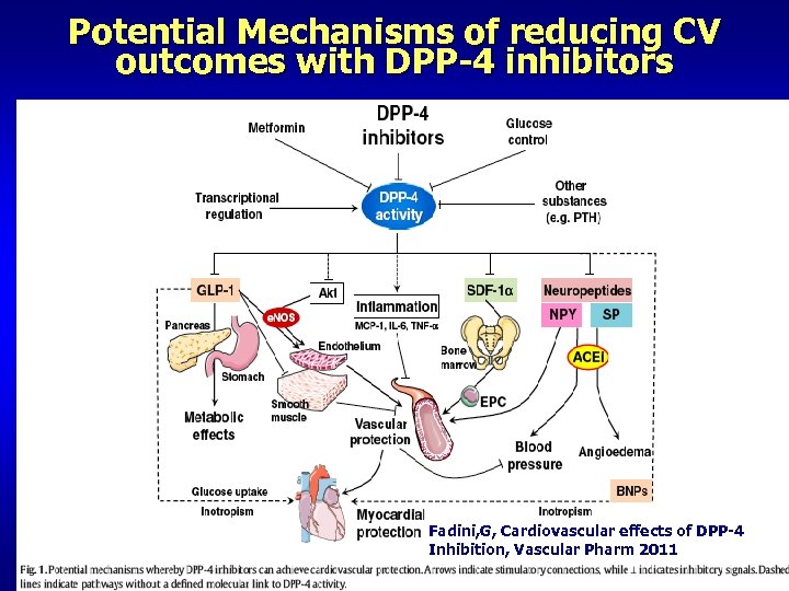 Potential Mechanisms of reducing CV outcomes with DPP-4 inhibitors Fadini, G, Cardiovascular effects of