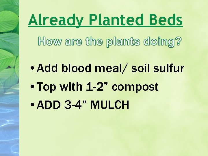 Already Planted Beds • Add blood meal/ soil sulfur • Top with 1 -2”