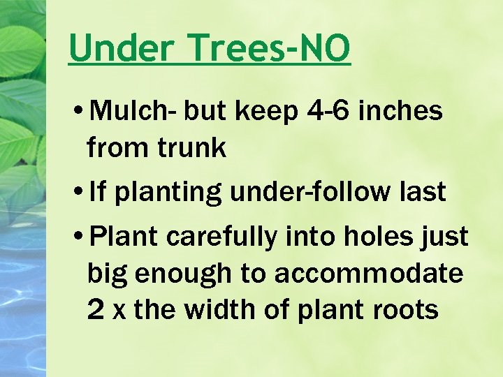 Under Trees-NO • Mulch- but keep 4 -6 inches from trunk • If planting