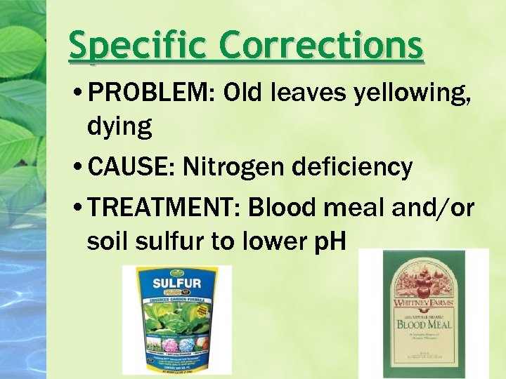Specific Corrections • PROBLEM: Old leaves yellowing, dying • CAUSE: Nitrogen deficiency • TREATMENT:
