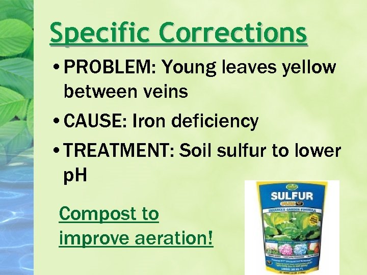 Specific Corrections • PROBLEM: Young leaves yellow between veins • CAUSE: Iron deficiency •