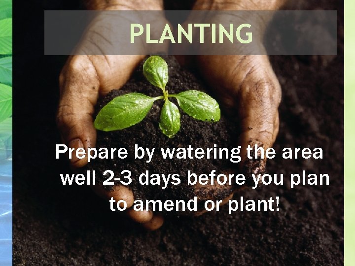 PLANTING Prepare by watering the area well 2 -3 days before you plan to