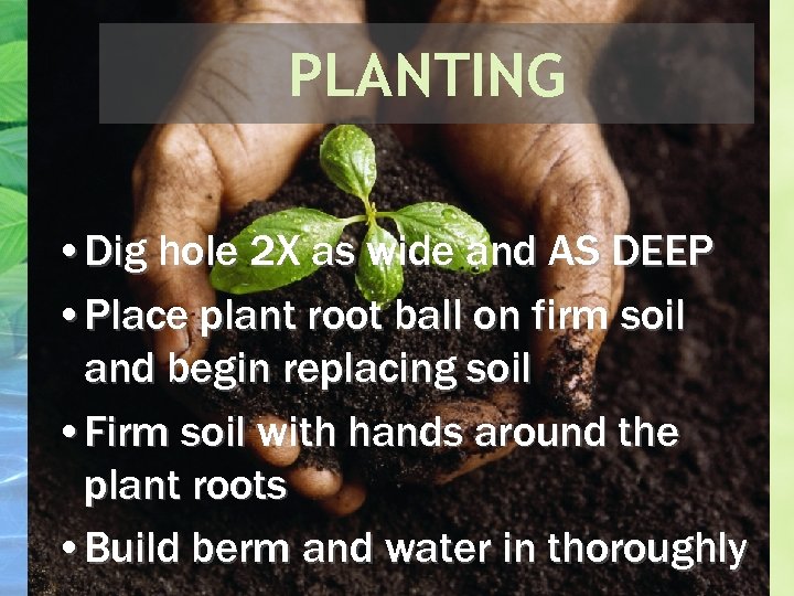 PLANTING • Dig hole 2 X as wide and AS DEEP • Place plant