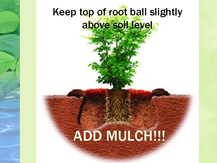 Keep top of root ball slightly above soil level ADD MULCH!!! 
