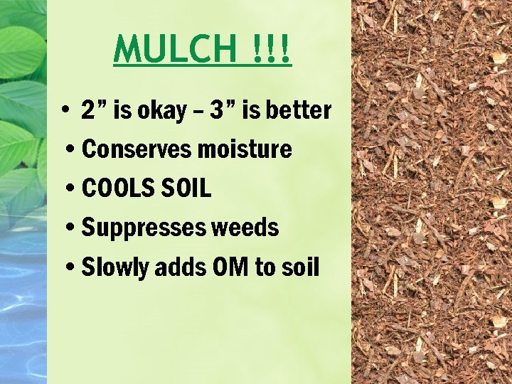 MULCH !!! • 2” is okay – 3” is better • Conserves moisture •