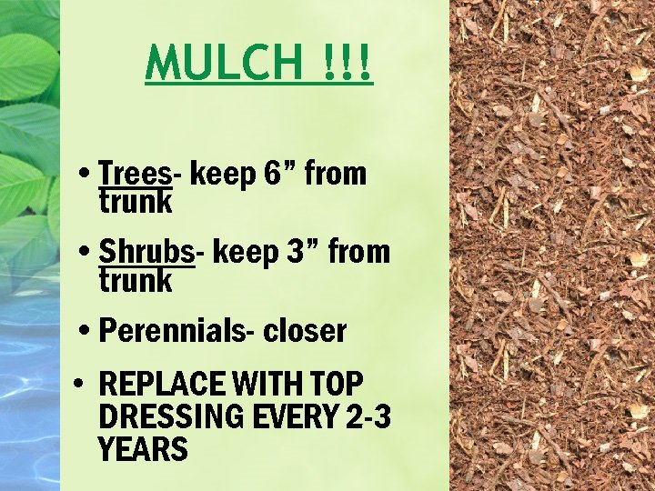 MULCH !!! • Trees- keep 6” from trunk • Shrubs- keep 3” from trunk