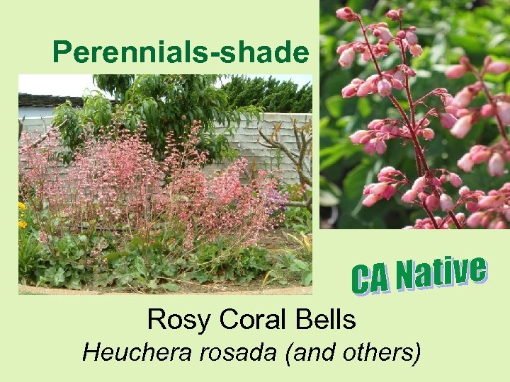 Perennials-shade Rosy Coral Bells Heuchera rosada (and others) 