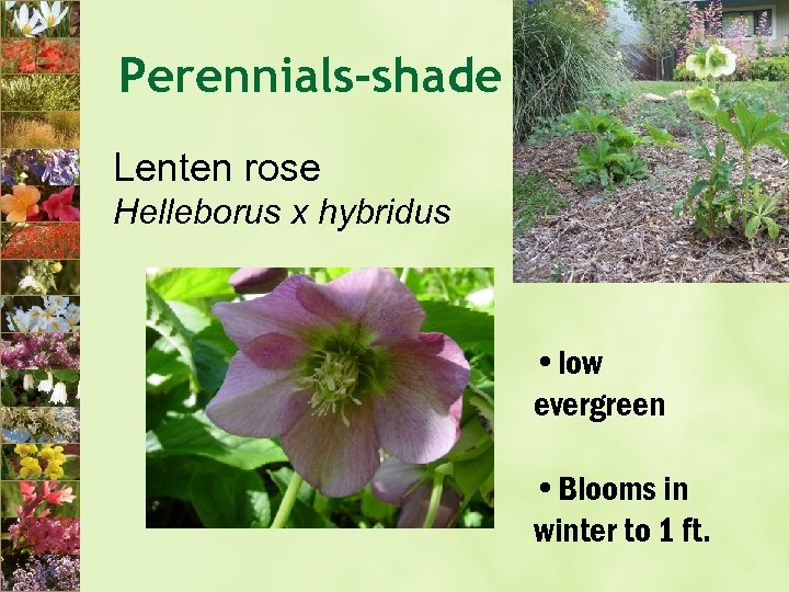 Perennials-shade Lenten rose Helleborus x hybridus • low evergreen • Blooms in winter to