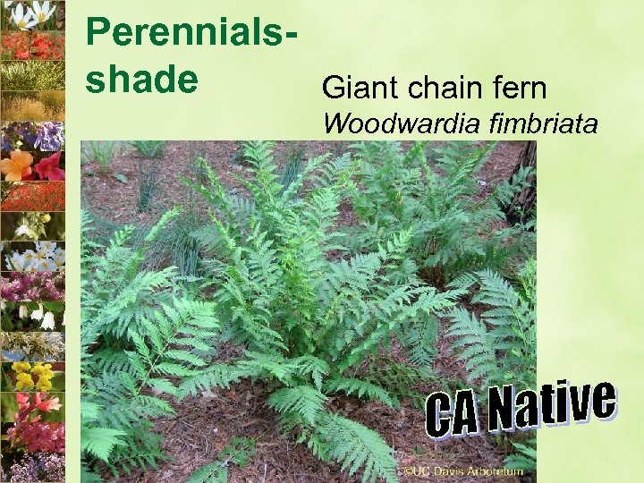 Perennialsshade Giant chain fern Woodwardia fimbriata 