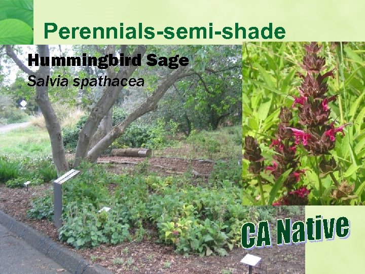 Perennials-semi-shade Hummingbird Sage Salvia spathacea 