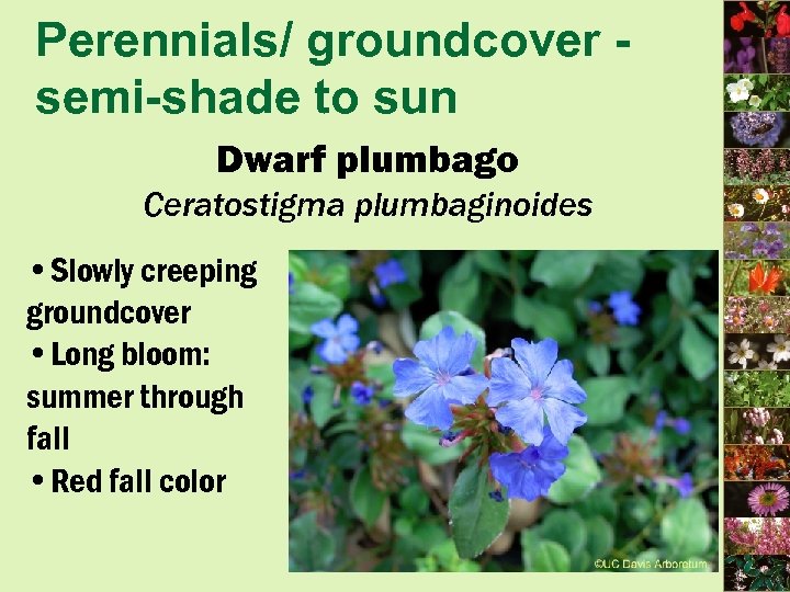 Perennials/ groundcover semi-shade to sun Dwarf plumbago Ceratostigma plumbaginoides • Slowly creeping groundcover •