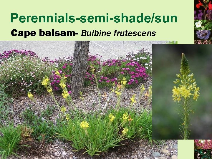 Perennials-semi-shade/sun Cape balsam- Bulbine frutescens 