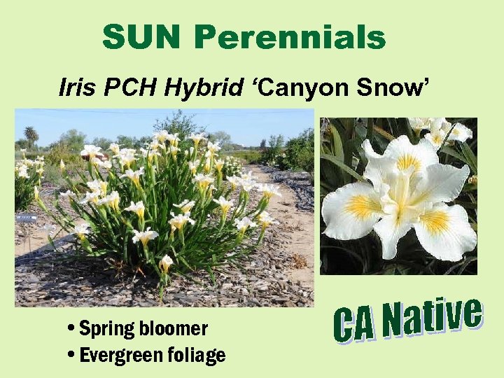 SUN Perennials Iris PCH Hybrid ‘Canyon Snow’ • Spring bloomer • Evergreen foliage 