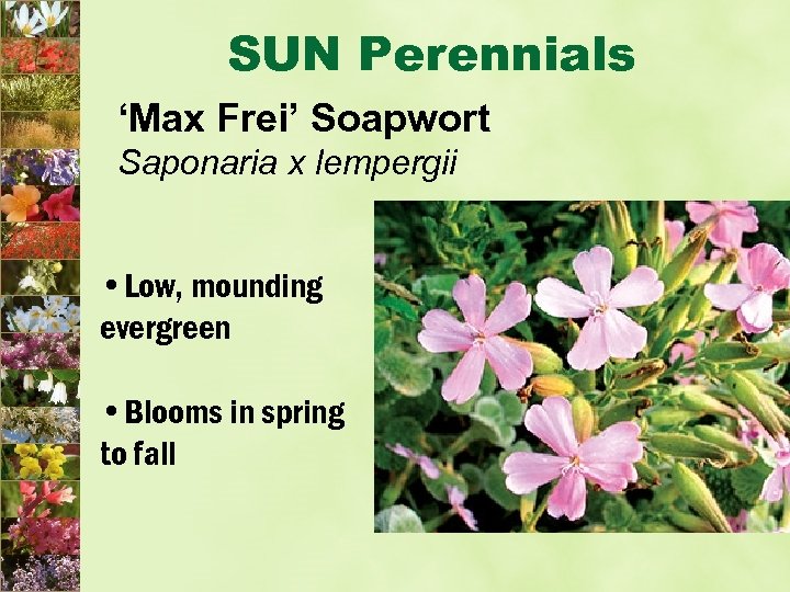 SUN Perennials ‘Max Frei’ Soapwort Saponaria x lempergii • Low, mounding evergreen • Blooms