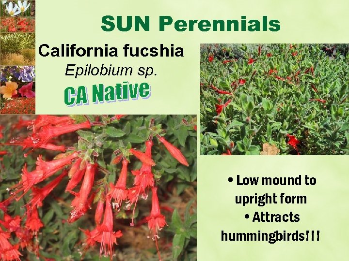 SUN Perennials California fucshia Epilobium sp. • Low mound to upright form • Attracts
