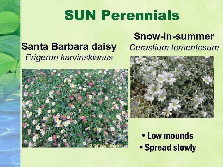 SUN Perennials Santa Barbara daisy Snow-in-summer Cerastium tomentosum Erigeron karvinskianus • Low mounds •