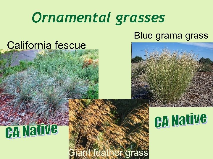 Ornamental grasses California fescue Blue grama grass Giant feather grass 