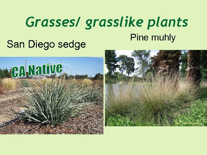 Grasses/ grasslike plants San Diego sedge Pine muhly 