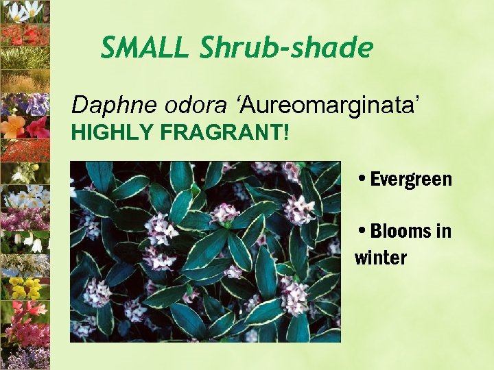 SMALL Shrub-shade Daphne odora ‘Aureomarginata’ HIGHLY FRAGRANT! • Evergreen • Blooms in winter 