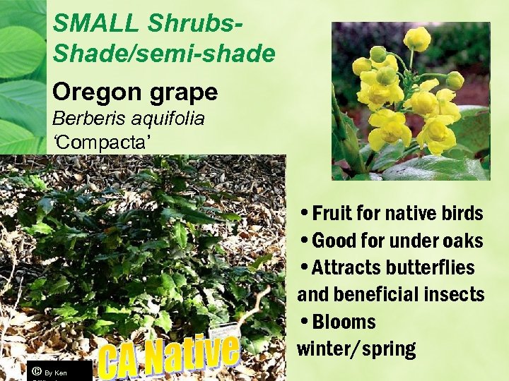 SMALL Shrubs. Shade/semi-shade Oregon grape Berberis aquifolia ‘Compacta’ • Fruit for native birds •