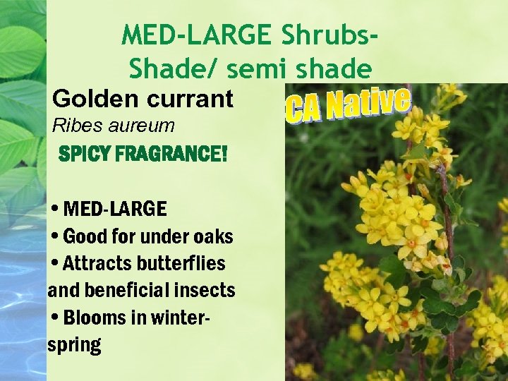 MED-LARGE Shrubs. Shade/ semi shade Golden currant Ribes aureum SPICY FRAGRANCE! • MED-LARGE •