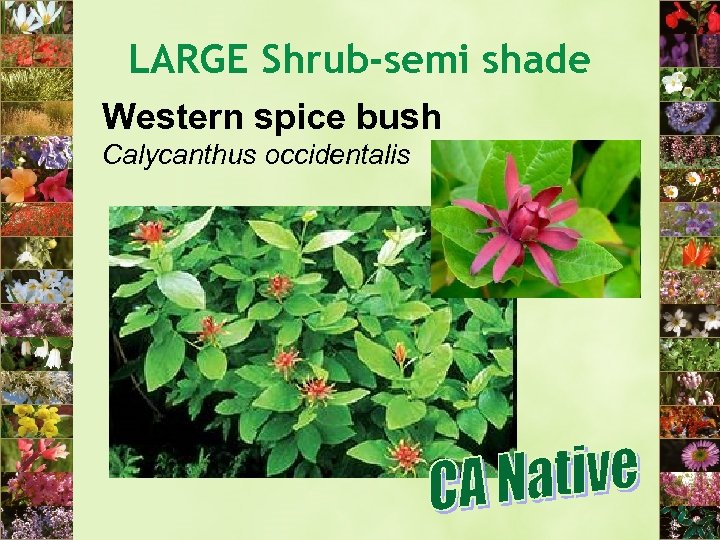 LARGE Shrub-semi shade Western spice bush Calycanthus occidentalis 