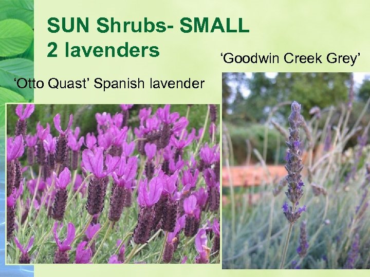 SUN Shrubs- SMALL 2 lavenders ‘Goodwin Creek Grey’ ‘Otto Quast’ Spanish lavender 