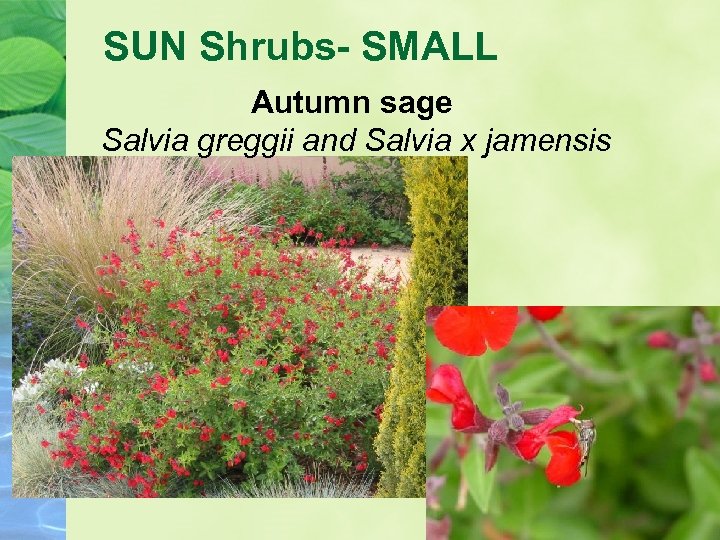 SUN Shrubs- SMALL Autumn sage Salvia greggii and Salvia x jamensis 