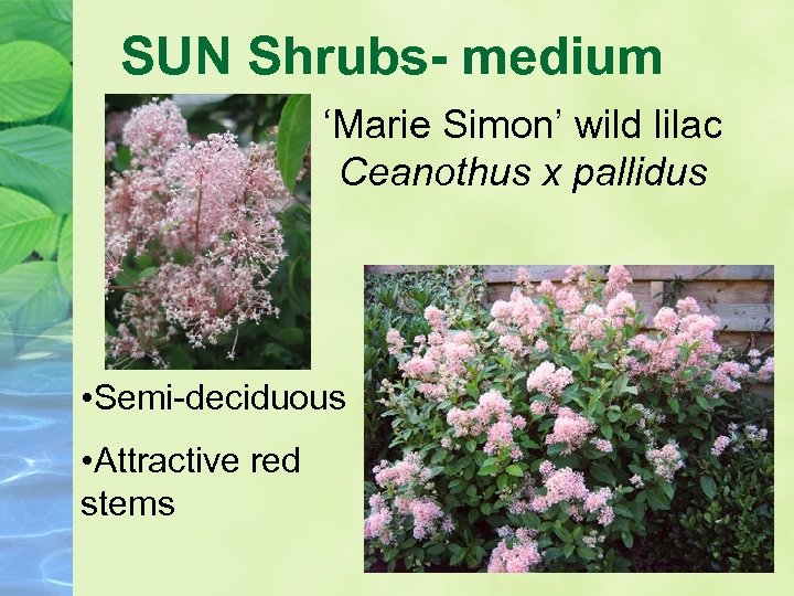 SUN Shrubs- medium ‘Marie Simon’ wild lilac Ceanothus x pallidus • Semi-deciduous • Attractive