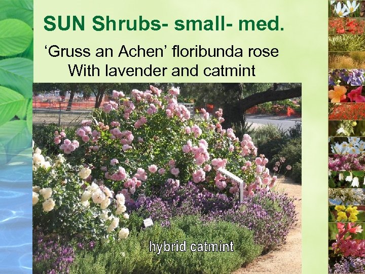 SUN Shrubs- small- med. ‘Gruss an Achen’ floribunda rose With lavender and catmint 