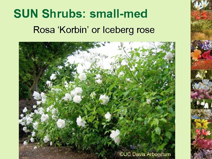 SUN Shrubs: small-med Rosa ‘Korbin’ or Iceberg rose 