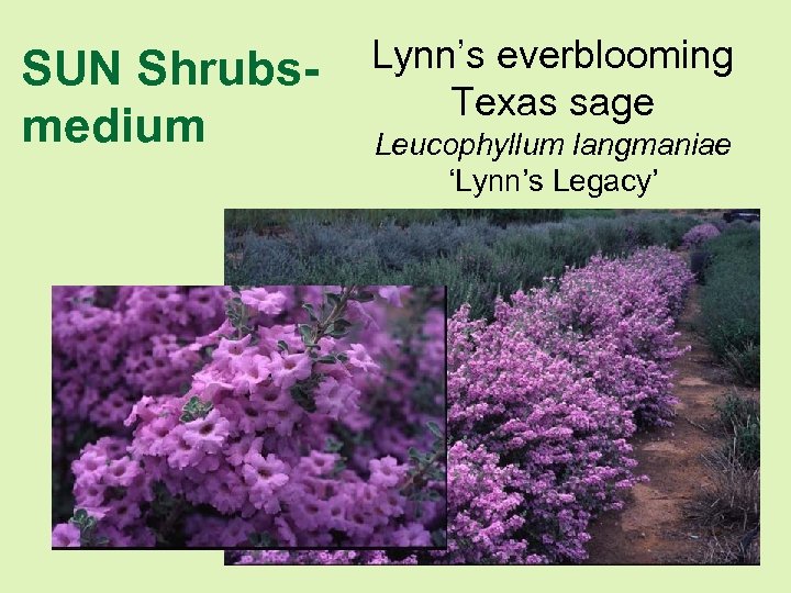 SUN Shrubsmedium Lynn’s everblooming Texas sage Leucophyllum langmaniae ‘Lynn’s Legacy’ 