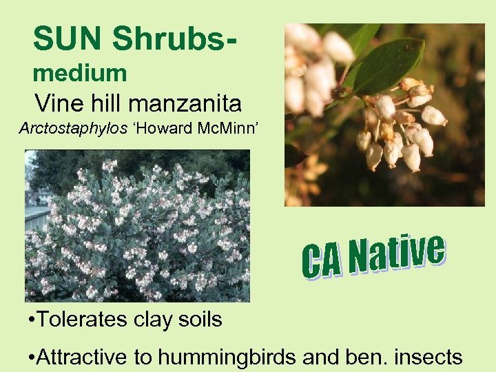 SUN Shrubsmedium Vine hill manzanita Arctostaphylos ‘Howard Mc. Minn’ • Tolerates clay soils •