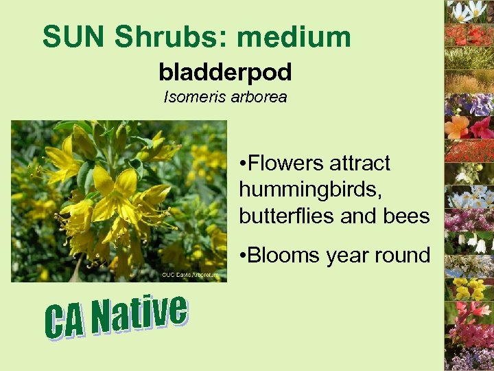 SUN Shrubs: medium bladderpod Isomeris arborea • Flowers attract hummingbirds, butterflies and bees •