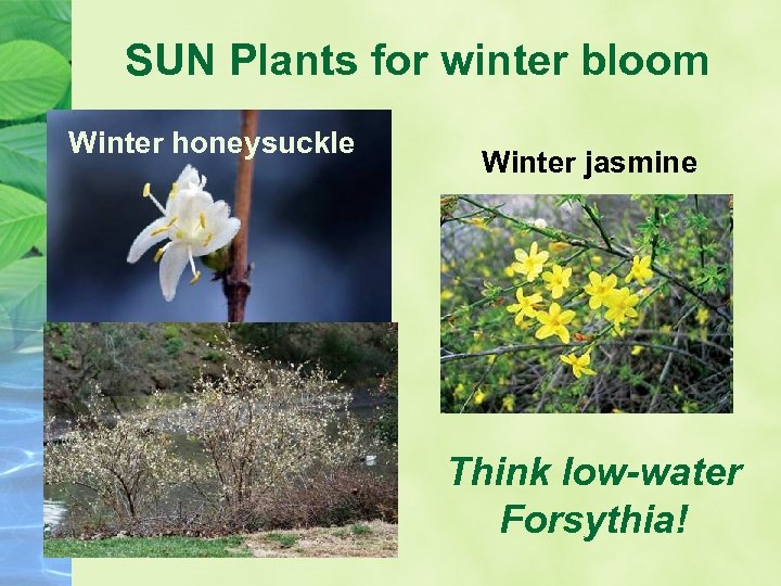 SUN Plants for winter bloom Winter honeysuckle Winter jasmine Think low-water Forsythia! 