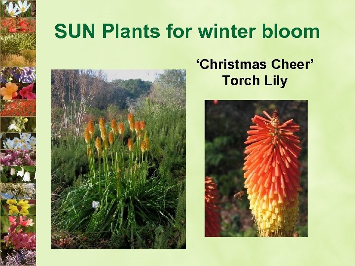 SUN Plants for winter bloom ‘Christmas Cheer’ Torch Lily 