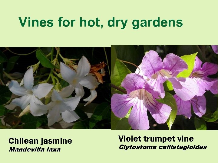 Vines for hot, dry gardens Chilean jasmine Mandevilla laxa Violet trumpet vine Clytostoma callistegioides