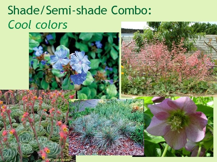 Shade/Semi-shade Combo: Cool colors 