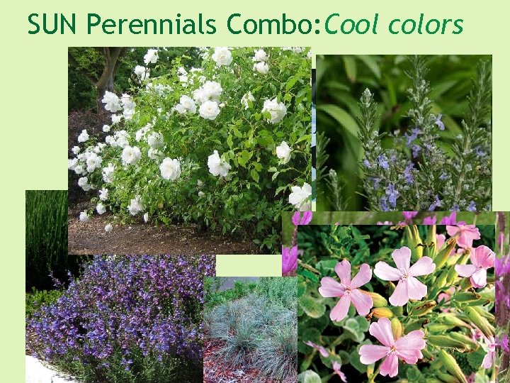 SUN Perennials Combo: Cool colors 
